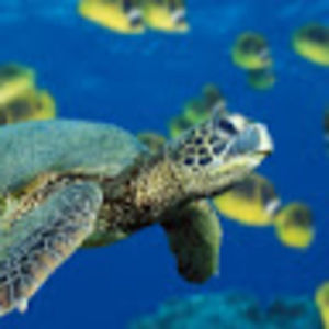 Meet your Posher, Kaylee